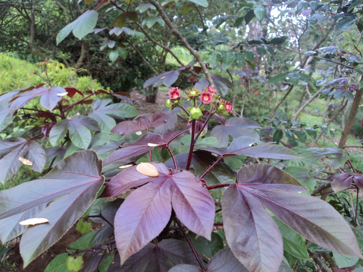 Jatropha gossypiifolia L.